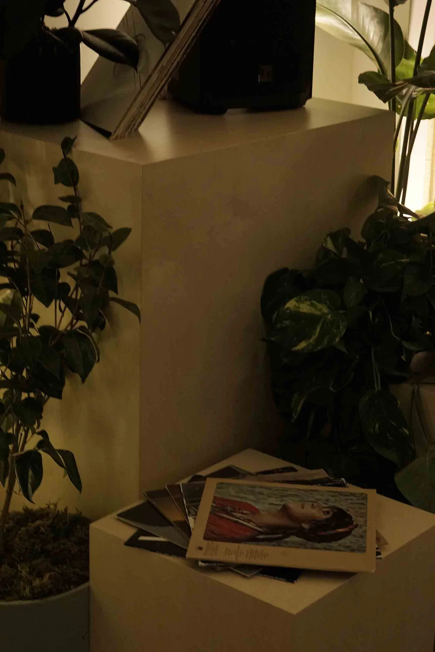 Pale plinths holding plants and printed materials against a warm wall.